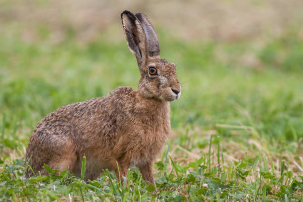 istock European brown hare, Lepus europaeus 900189484