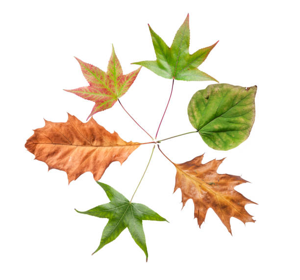 istock Leaves from dry autumn garden tree isolated on white background 900191776