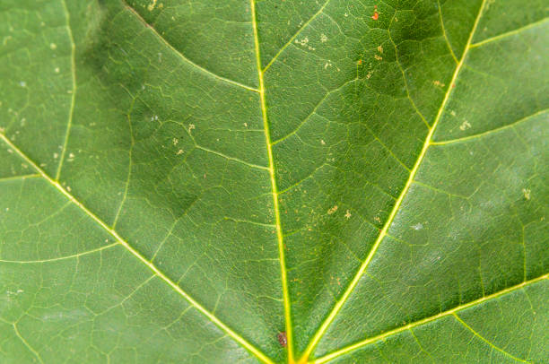 istock Macro green leaf shoot of nature tree plant botany texture closeup 900192642