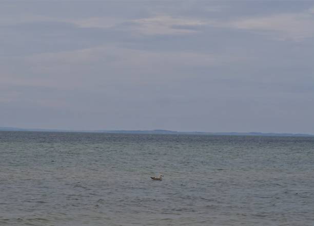istock Seagull swimming alone on the baltic sea 900195542