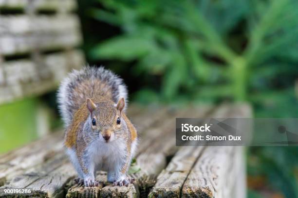 Usa Florida Beautiful Brown Squirrel Looking From Wooden Bench Stock Photo - Download Image Now