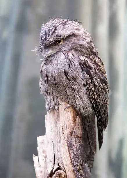 Tawny Frogmouth (Podargus strigoides) spotted outdoors in the wild
