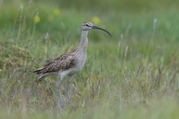 istock Whimbrel, Numenius phaeopus,with blurred grass as background 900202946