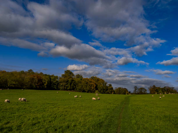 istock sheep range field farm livestock green lush animals herd 900203392