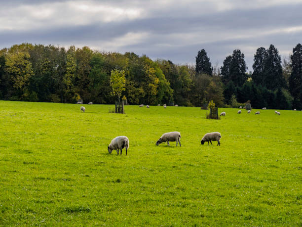 istock sheep range field farm livestock green lush animals herd 900203426