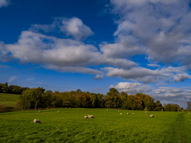 istock sheep range field farm livestock green lush animals herd 900203444