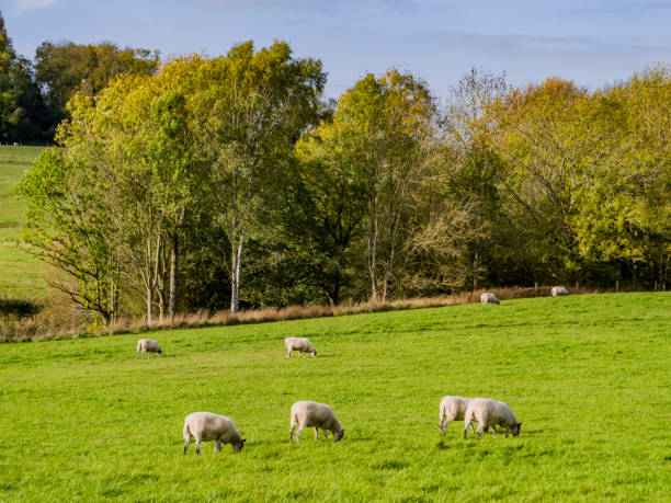 istock sheep range field farm livestock green lush animals herd 900203472
