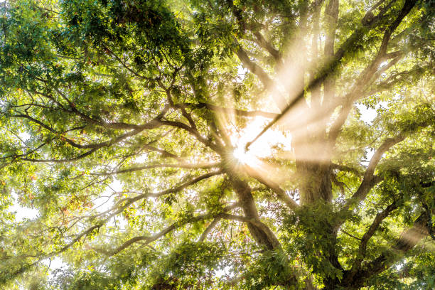 primo piano di raggi solari attraverso foglie di grande albero verde in autunno con foglie arancioni nella nebbia, nebbia attraverso la silhouette nebbiosa nel concetto di campagna mattutina - gods rays foto e immagini stock