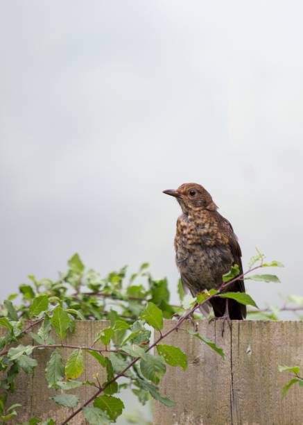 drozd z mgły (turdus viscivorus) - bird birdsong singing the early bird catches the worm zdjęcia i obrazy z banku zdjęć