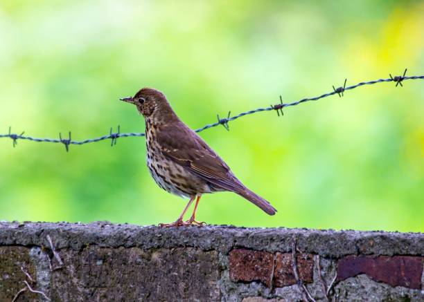 drozd z mgły (turdus viscivorus) - bird birdsong singing the early bird catches the worm zdjęcia i obrazy z banku zdjęć