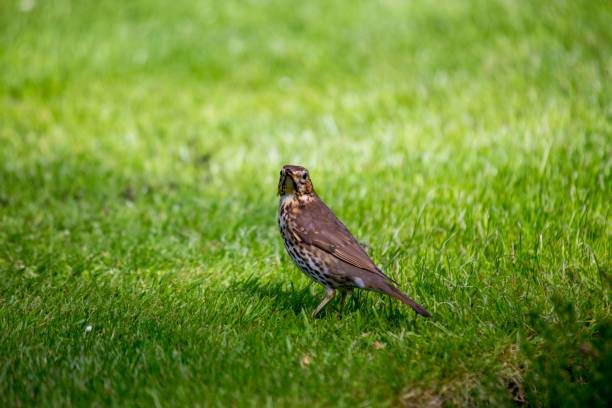 drozd z mgły (turdus viscivorus) - bird birdsong singing the early bird catches the worm zdjęcia i obrazy z banku zdjęć