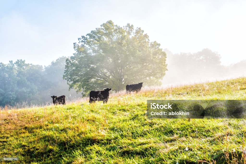 Silhouette of three black cows on hill of farm grazing on pasture in fog and mist with blue sky, trees, grass, morning sunlight Aberdeen Angus Cattle Stock Photo