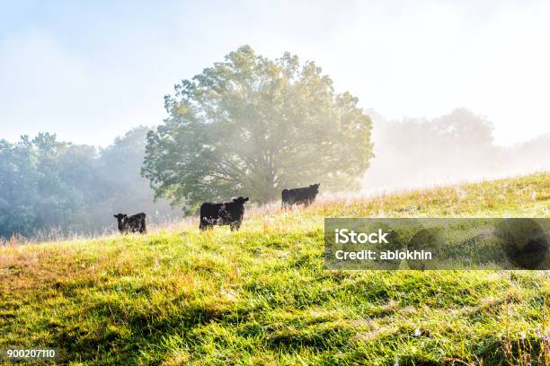 Silhouette Of Three Black Cows On Hill Of Farm Grazing On Pasture In Fog And Mist With Blue Sky Trees Grass Morning Sunlight Stock Photo - Download Image Now