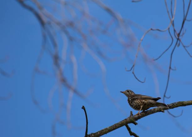mistle singdrossel (turdus viscivorus) - bird birdsong singing the early bird catches the worm stock-fotos und bilder