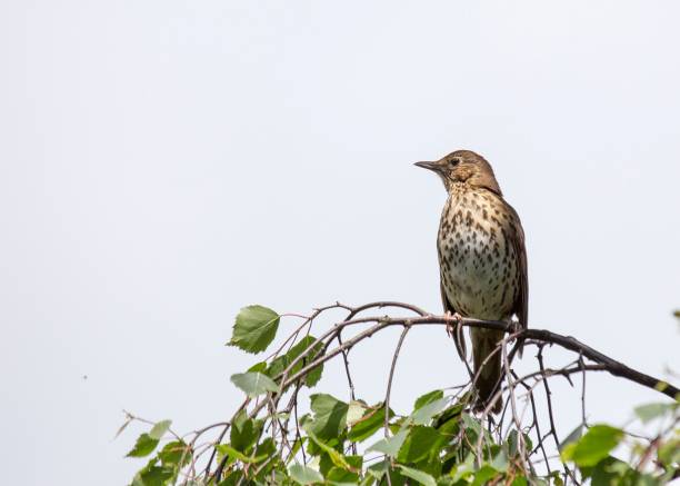 drozd z mgły (turdus viscivorus) - bird birdsong singing the early bird catches the worm zdjęcia i obrazy z banku zdjęć