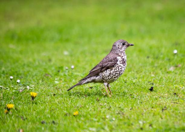 mistle singdrossel (turdus viscivorus) - bird birdsong singing the early bird catches the worm stock-fotos und bilder