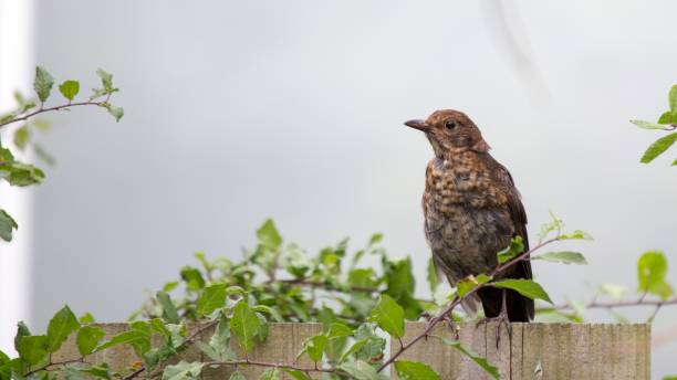 mistle singdrossel (turdus viscivorus) - bird birdsong singing the early bird catches the worm stock-fotos und bilder