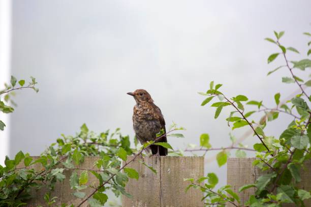 mistle singdrossel (turdus viscivorus) - bird birdsong singing the early bird catches the worm stock-fotos und bilder