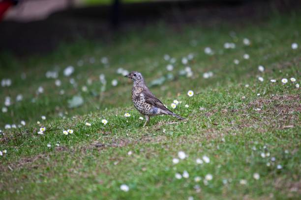 mistle singdrossel (turdus viscivorus) - bird birdsong singing the early bird catches the worm stock-fotos und bilder