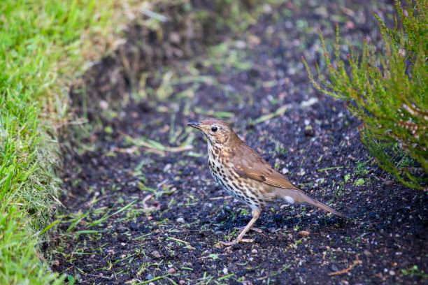 mistle singdrossel (turdus viscivorus) - bird birdsong singing the early bird catches the worm stock-fotos und bilder