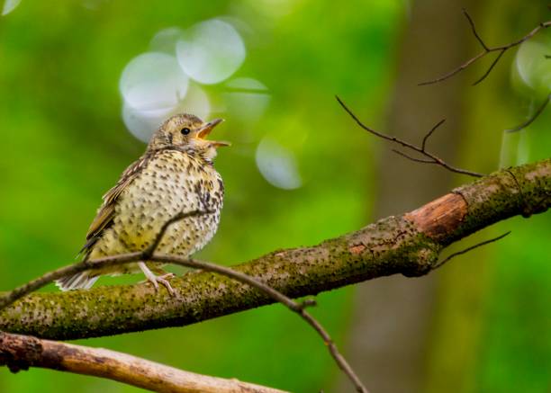 drozd śpiewak - bird birdsong singing the early bird catches the worm zdjęcia i obrazy z banku zdjęć