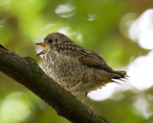 song singdrossel (turdus philomelos)  - bird birdsong singing the early bird catches the worm stock-fotos und bilder