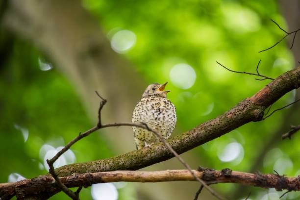 song singdrossel (turdus philomelos)  - bird birdsong singing the early bird catches the worm stock-fotos und bilder