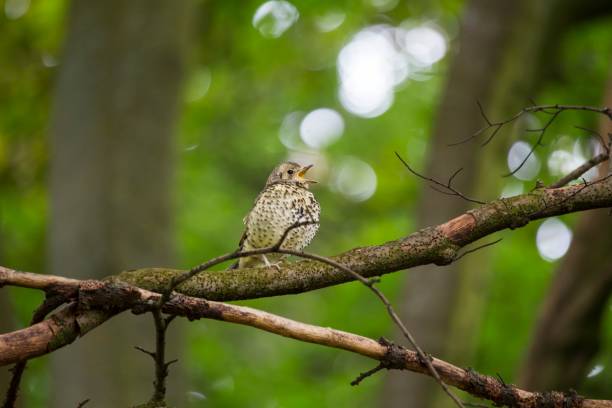 song singdrossel (turdus philomelos)  - bird birdsong singing the early bird catches the worm stock-fotos und bilder