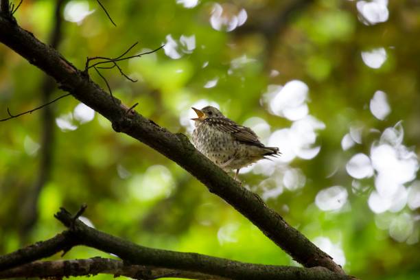 song singdrossel (turdus philomelos)  - bird birdsong singing the early bird catches the worm stock-fotos und bilder