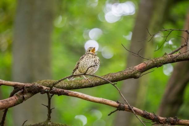 song singdrossel (turdus philomelos)  - bird birdsong singing the early bird catches the worm stock-fotos und bilder