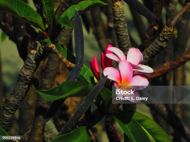 Descubrimiento De Mexico Flores De Plumeria Oaxaca Foto de stock y más  banco de imágenes de Destinos turísticos - iStock