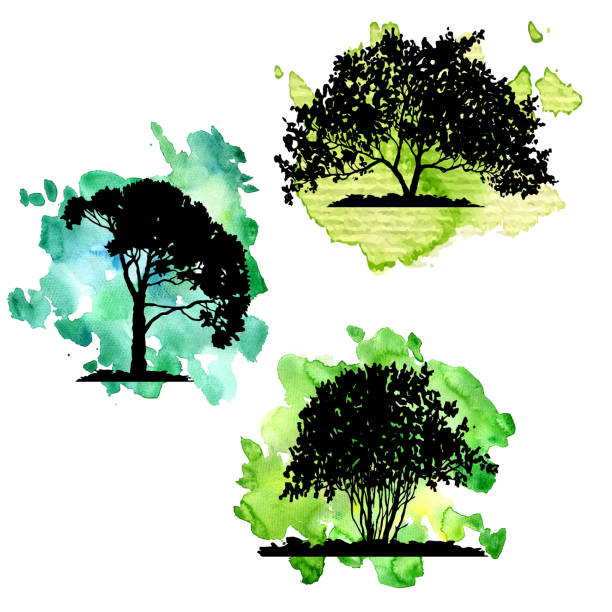 illustrazioni stock, clip art, cartoni animati e icone di tendenza di insieme vettoriale di alberi decidui - tree silhouette elm tree vector