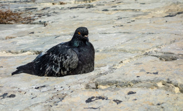 istock Black and gray pigeon on stones. 900264190