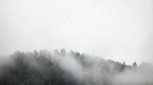 istock Dense fog covering forest in Norway. 900264542