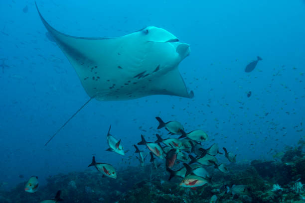 istock A manta point in Ari Atoll in Maldives 900272636