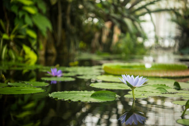 Brightly colored water lotus floating on a still pond