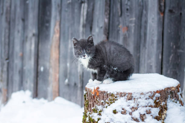 istock Cute little kitten smoky color sits on a log 900287182