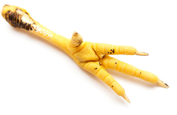 istock Yellow paw chicken on white background 900288006