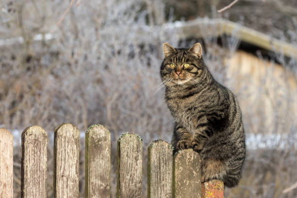 istock Cat on wooden fence 900288208