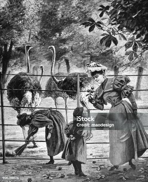 Mommy With Two Girls Make A Visit To Zoo At Ostrich Enclosure 1896 Stock Illustration - Download Image Now