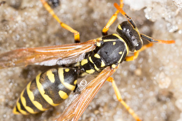 istock Wasp on frozen ground in winter 900291028