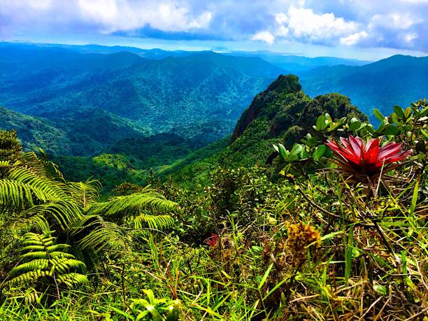 The Rainforest Anvil El Yunque Rainforest in Puerto Rico el yunque rainforest stock pictures, royalty-free photos & images