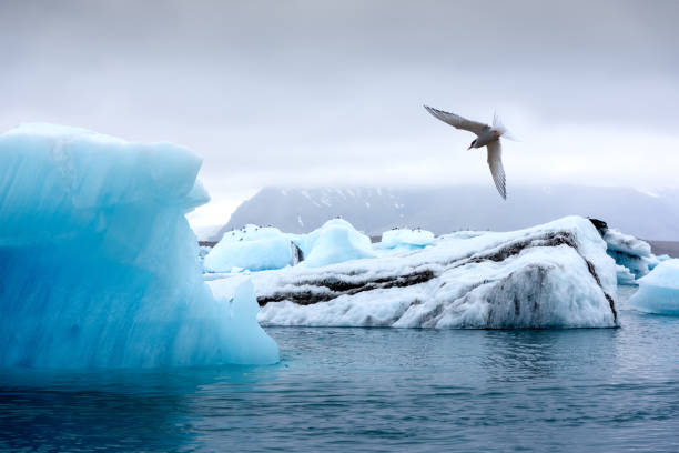Icebergs in Jokulsarlon glacial lagoon. Vatnajokull National Park, southeast Iceland, Europe.