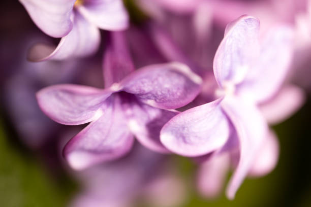 istock Lilac flowers with drops of water 900297754
