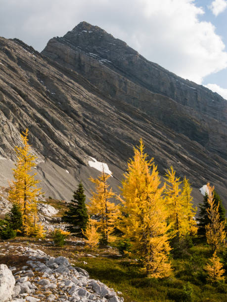 istock Larches in autumn in the Canadian Rockies 900298564