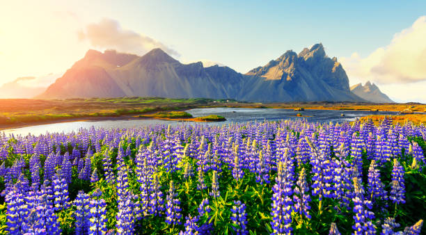 istock Famous Stokksnes mountains on Vestrahorn cape 900298648