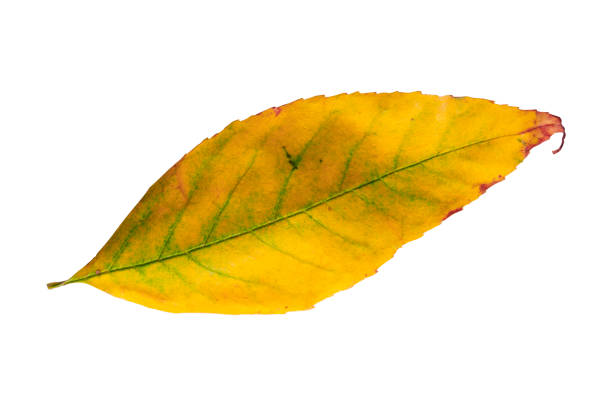 istock Yellow leaf isolated from golden decorative autumn leaf 900298884