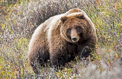 grizzly bear, wild