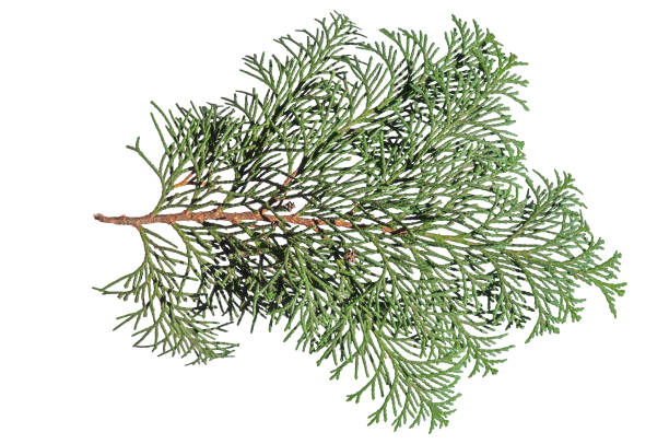istock Natural small pine tree branch for decoration isolated on white 900301482