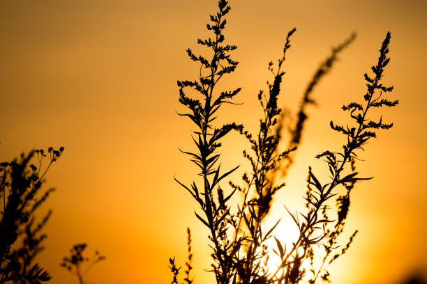istock Grass in the rays of sunset as background 900301890